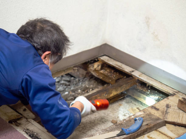Best Mold Testing  in Schulenburg, TX