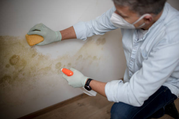 Best Professional Mold Removal  in Schulenburg, TX