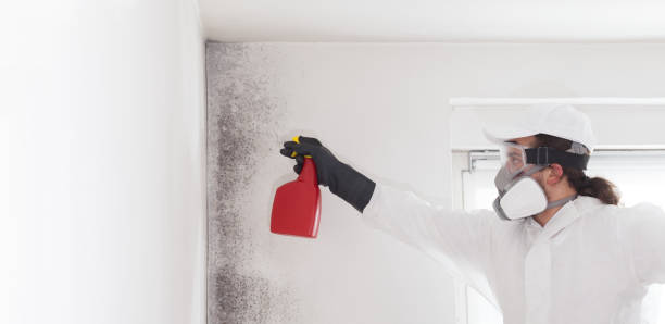 Best Local Mold Removal Service  in Schulenburg, TX