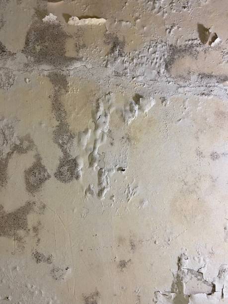 Trusted Schulenburg, TX Mold Removal Experts