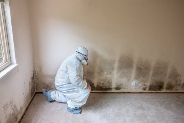 Trusted Schulenburg, TX Mold Removal Experts