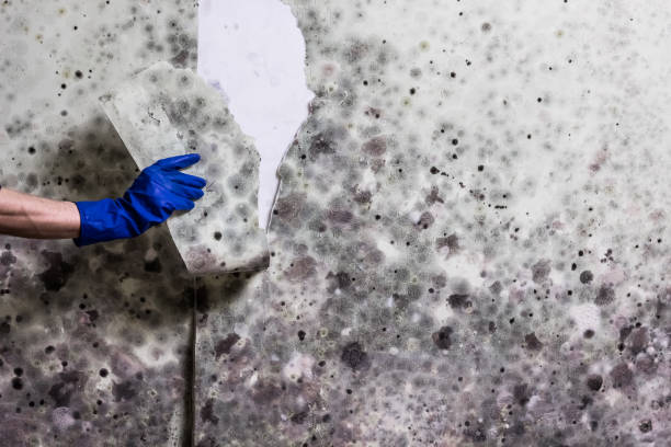 Water Damage Restoration in Schulenburg, TX