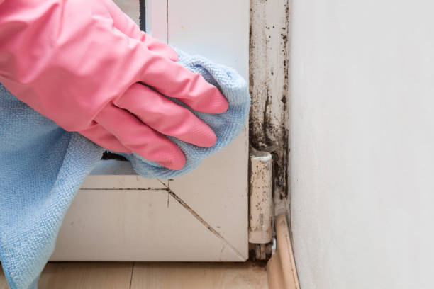 Best Attic Mold Removal  in Schulenburg, TX